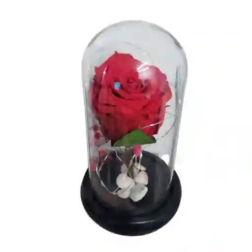 Capsula Luces Led Con Rosa Preservada Rosa