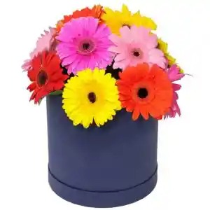 Box De Cilindro De Gerberas