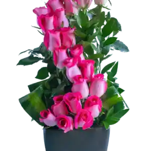 Espiral De 24 Rosas Fucsias