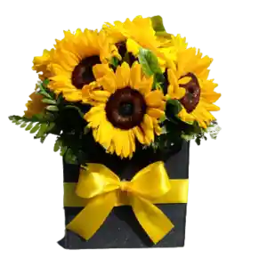 Box Cuadrado De 7 Girasoles