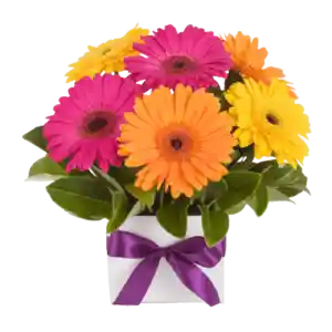 Box Cuadrado De 10 Gerberas Primaveral