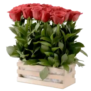 10 Rosas Rojas En Base