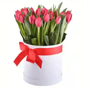 Box De 20 Tulipanes