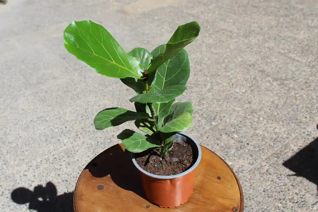 Ficus Lyrata