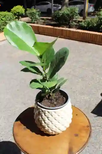 Ficus Lyrata En Ceramica