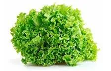 Lechuga Crespa
