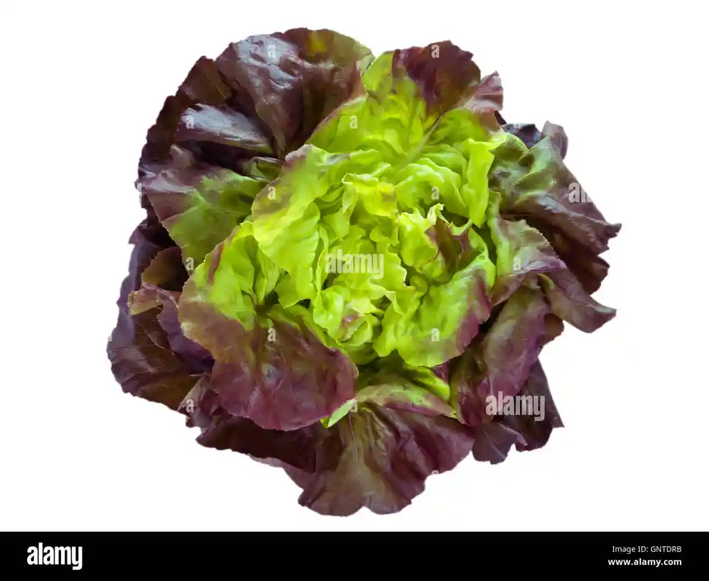 Lechuga Morada