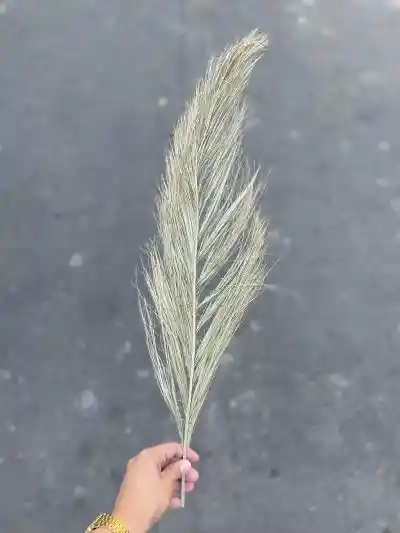 Hojas De Dátil Seco