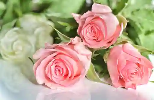 Ramo Premium De 3 Rosas Rosadas Ecuatorianas