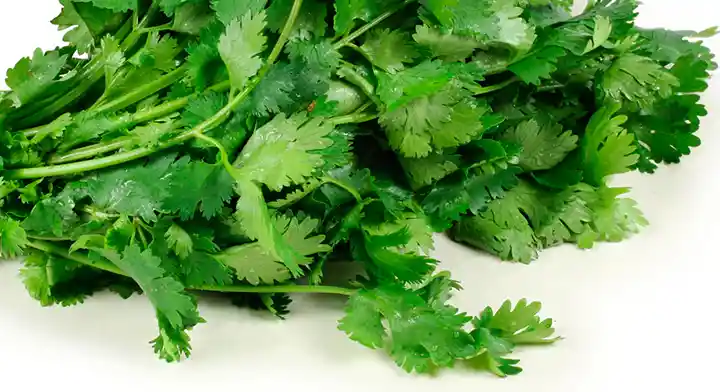 Cilantro