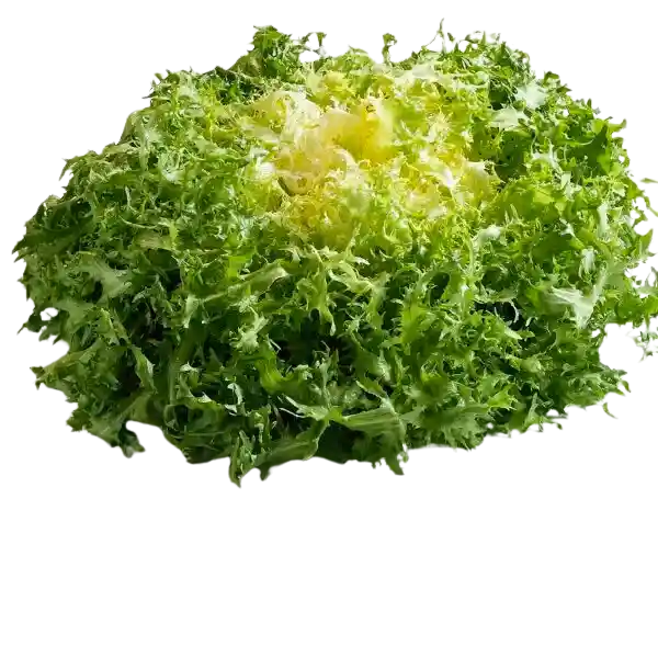 Lechuga Achicoria (u)