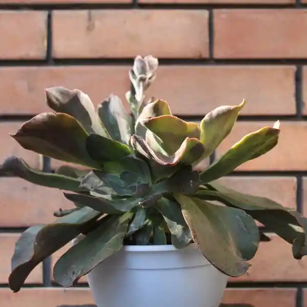 Echeveria Magnifica