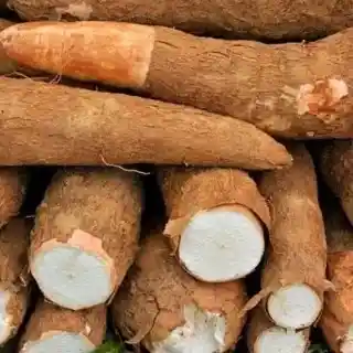 Yuca (kg)