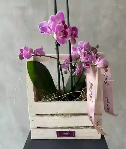 Jardinera Con Orquídea Multiflora Color Fucsia