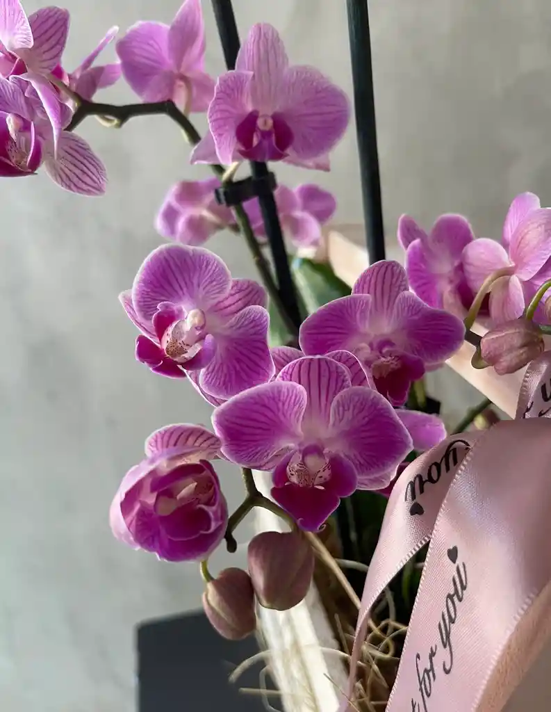 Jardinera Con Orquídea Multiflora Color Fucsia