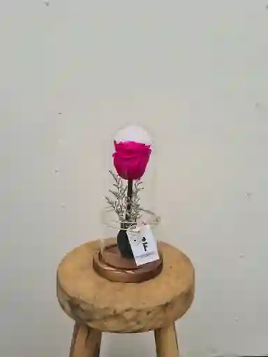 Fanal Rosa Preservada Fucsia