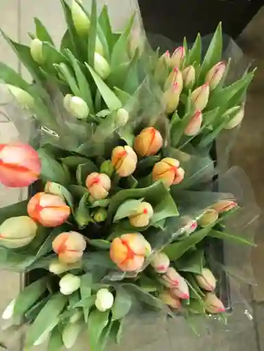 Tulipanes