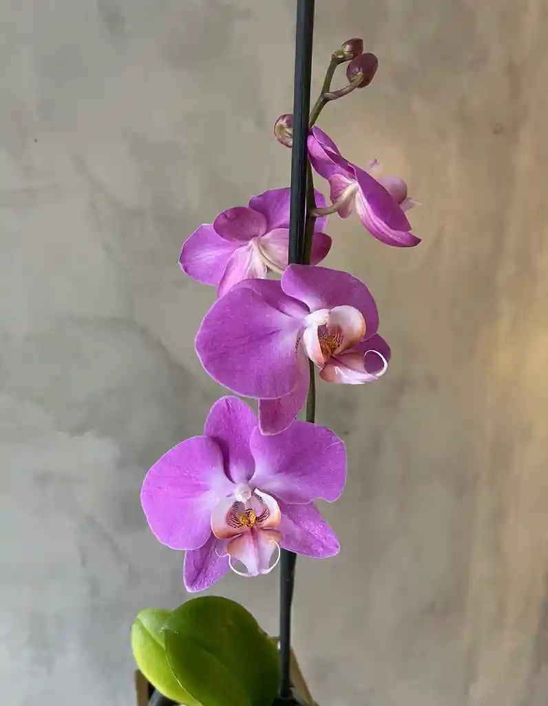 Orquídea Phalaenopsis 60 Cm Color Fucsia En Macetero Dorado