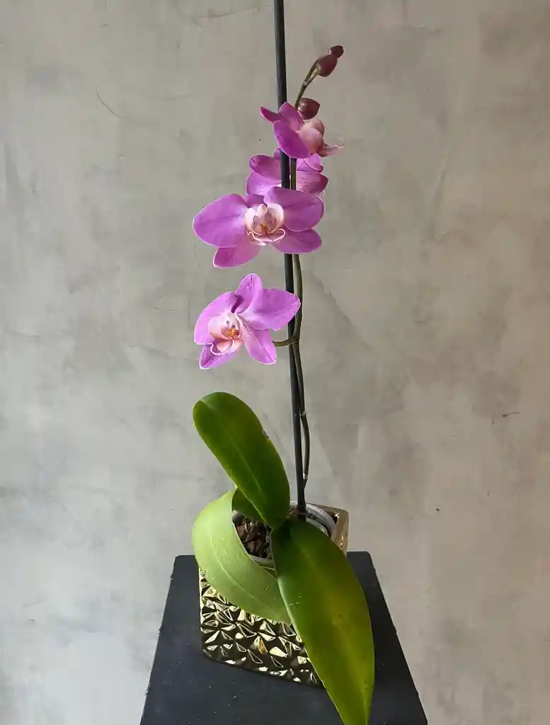 Orquídea Phalaenopsis 60 Cm Color Fucsia En Macetero Dorado