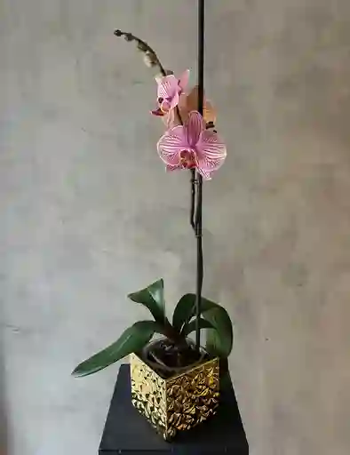 Orquídea Phalaenopsis 70 Cm Multicolor En Macetero Dorado