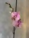 Orquídea Phalaenopsis 70 Cm Multicolor En Macetero Dorado