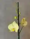 Orquídea Phalaenopsis 70 Cm Color Amarillo En Macetero Dorado