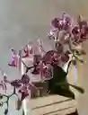 Jardinera Con Orquídea Multiflora Multicolor