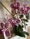 Jardinera Con Orquídea Multiflora Multicolor
