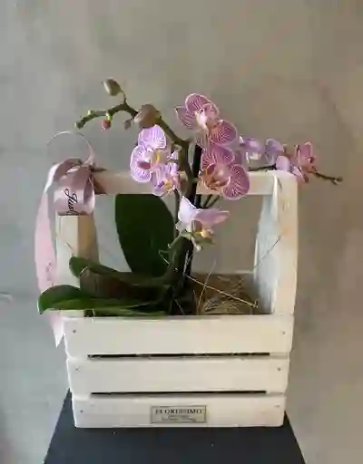 Jardinera Con Orquídea Multiflora Multicolor Rosado