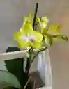 Jardinera Con Orquídea Multiflora Amarilla