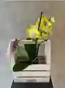 Jardinera Con Orquídea Multiflora Amarilla
