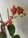 Jardinera Con Orquídea Multiflora Naranja