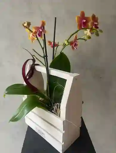 Jardinera Con Orquídea Multiflora Naranja