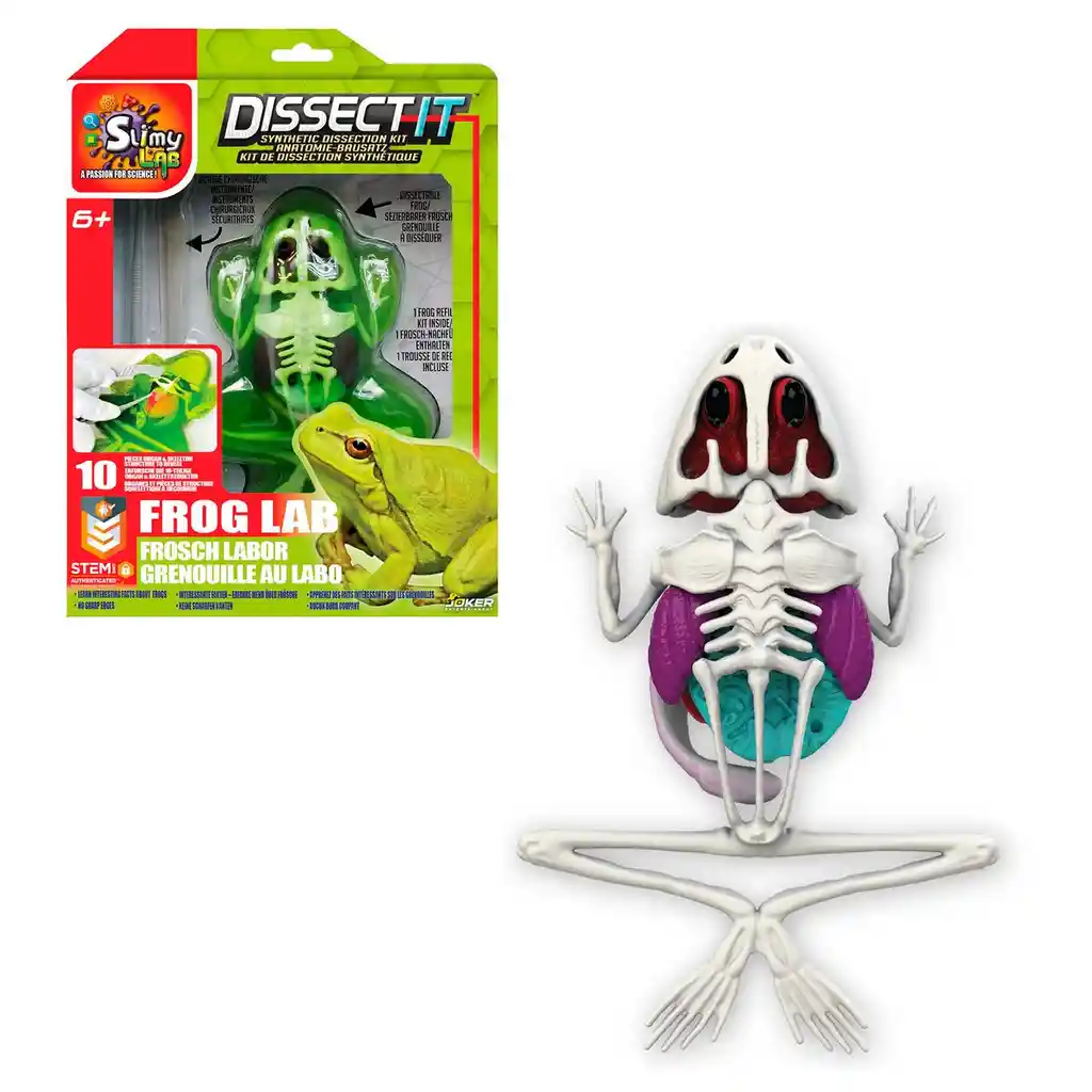 Juego Diseccion Esqueleto Con Slime Formula Original - Rana