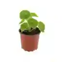 Peperomia Cucharita: Elegancia Natural Para Tu Hogar