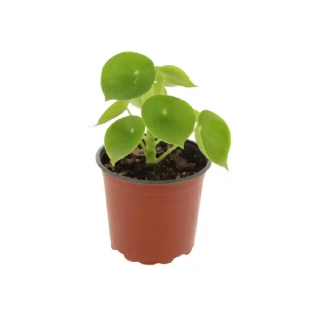 Peperomia Cucharita: Elegancia Natural Para Tu Hogar