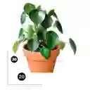 Peperomia Cucharita: Elegancia Natural Para Tu Hogar