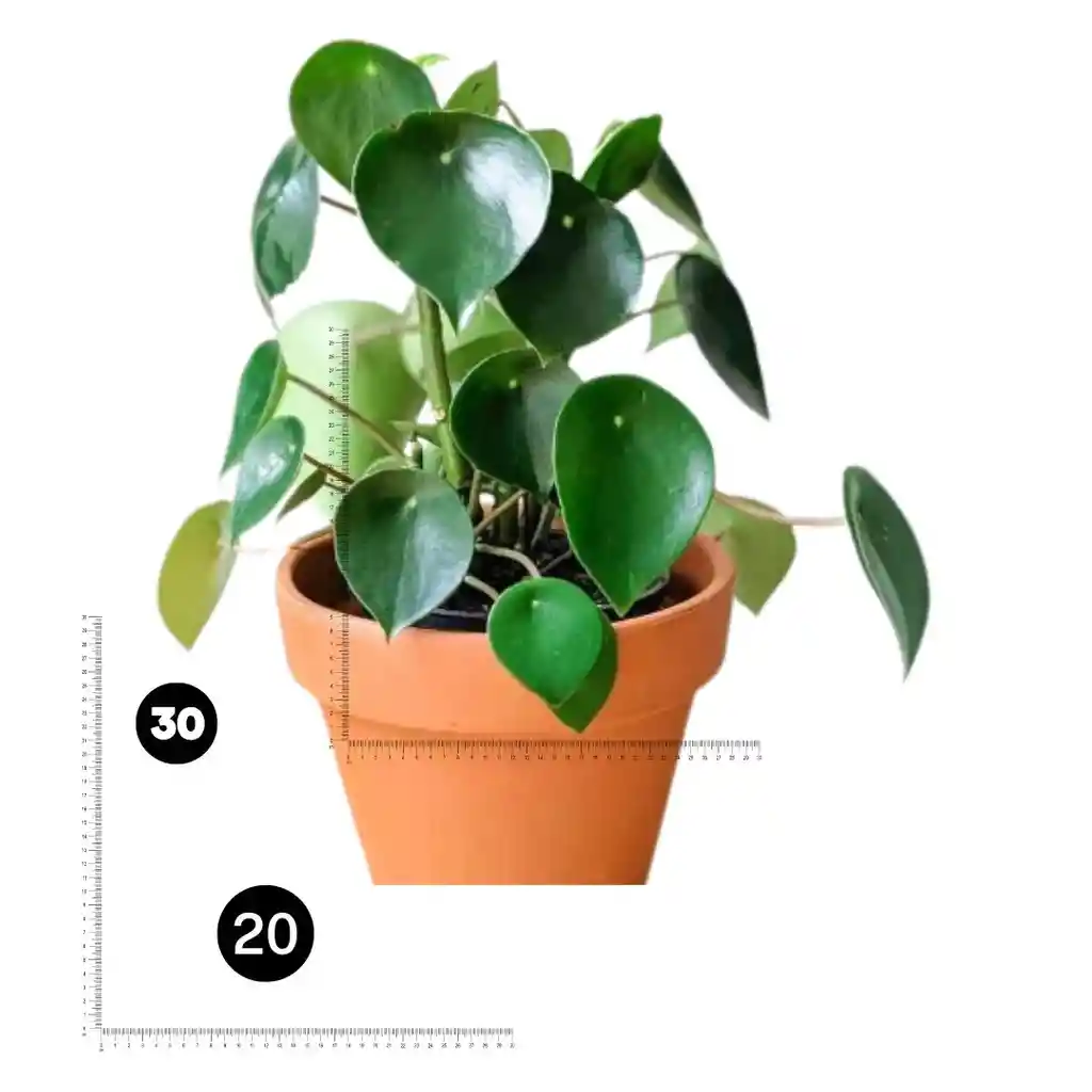 Peperomia Cucharita: Elegancia Natural Para Tu Hogar