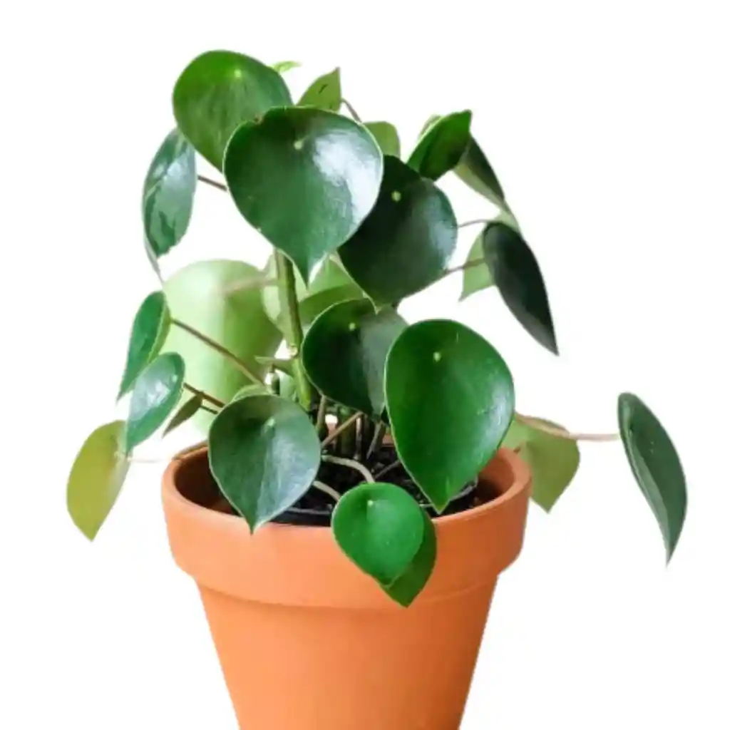 Peperomia Cucharita: Elegancia Natural Para Tu Hogar