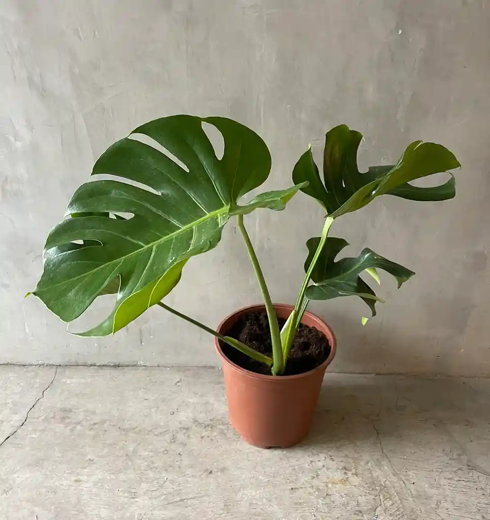 Philodendro Monstera