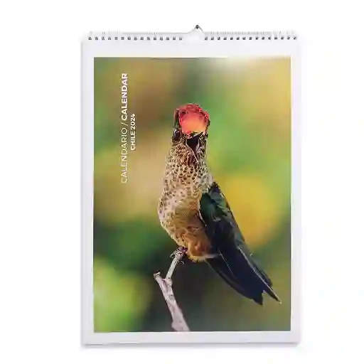 Calendario Chile 2024 Pájaros