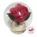 Rosa Roja Preservada En Capsula Con Luces