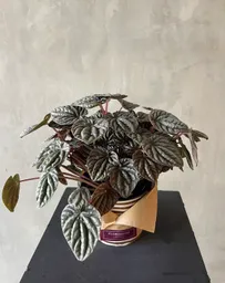 Peperomia Caperata