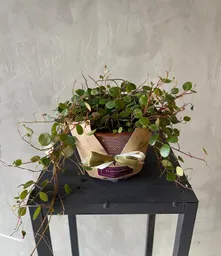 Peperomia Pepperspot M