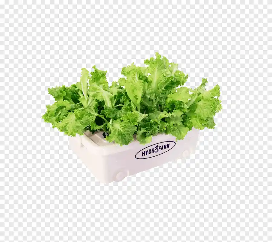 Lechuga Hidroponica Unidad