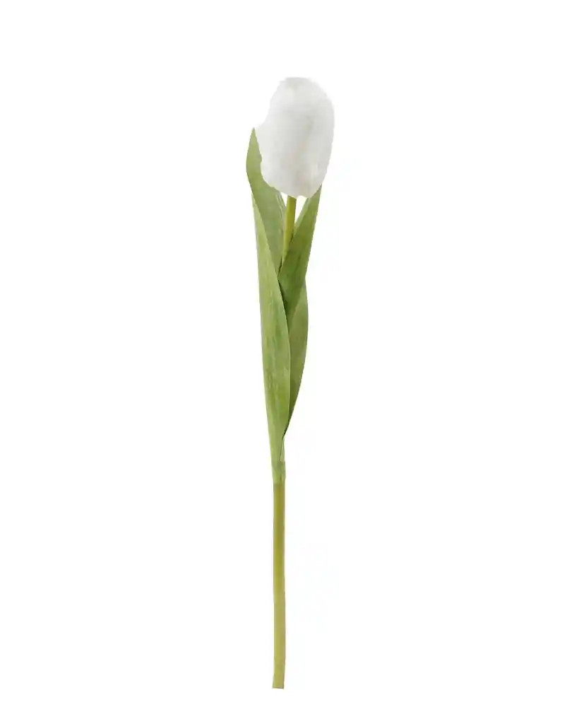 Tulipán Blanco 35 Cm