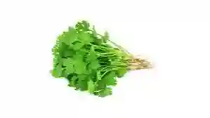 Cilantro