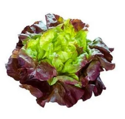 Lechuga Francesa