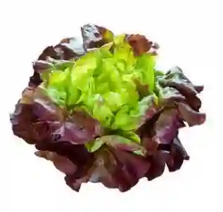 Lechuga Francesa