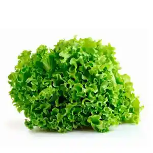 Lechuga Hidroponica